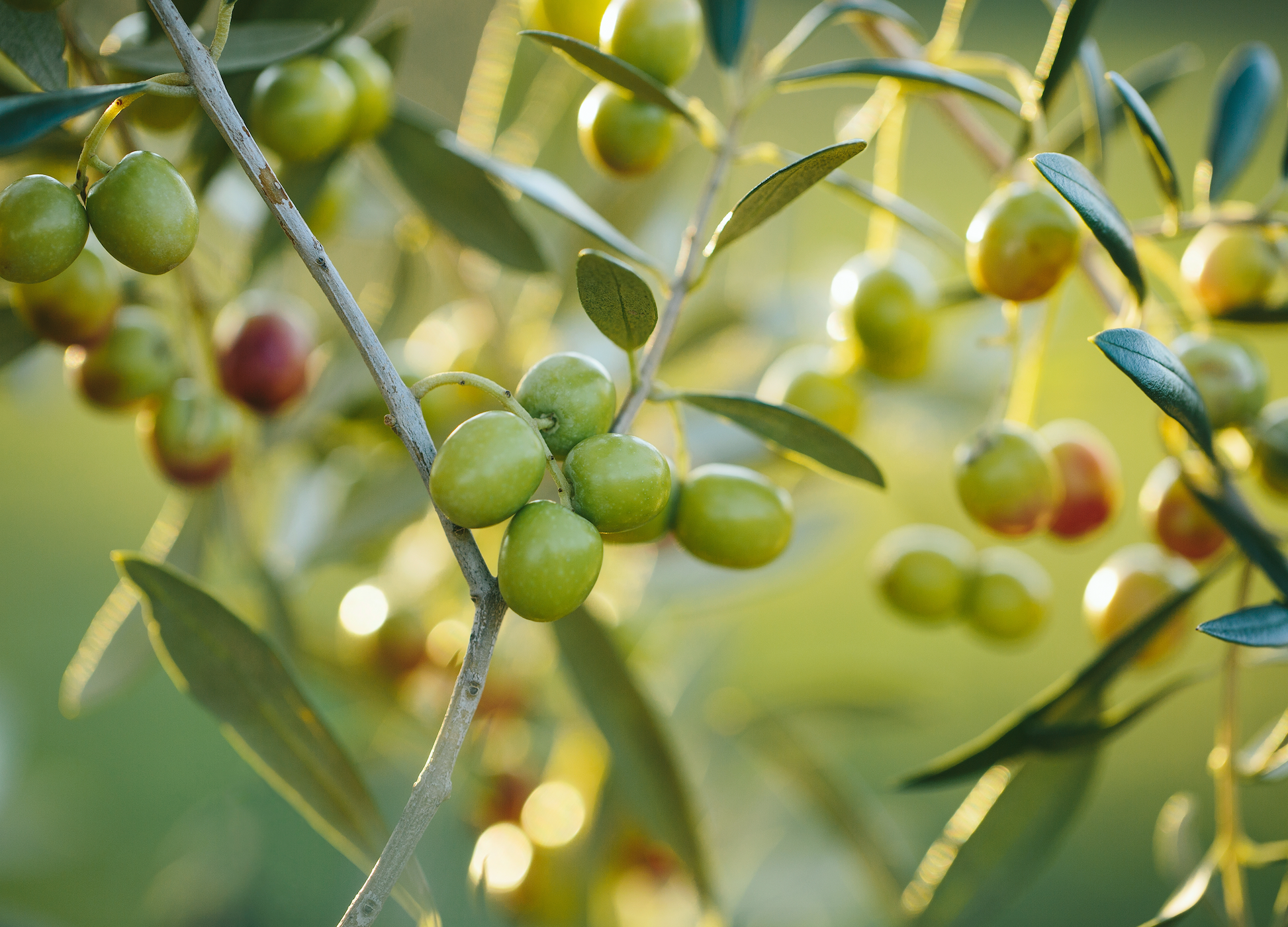 Olives growing on an olive tree